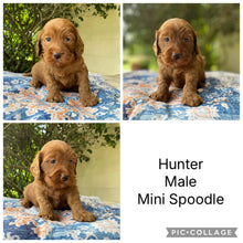Load image into Gallery viewer, .✨HUNTER - Male Mini Spoodle - Ready Now