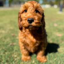 Load image into Gallery viewer, .✨HUNTER - Male Mini Spoodle - Ready Now