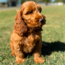 Load image into Gallery viewer, .✨HUNTER - Male Mini Spoodle - Ready Now
