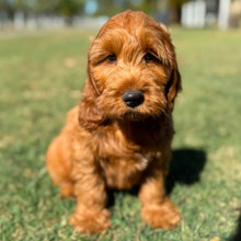 Load image into Gallery viewer, .✨HUNTER - Male Mini Spoodle - Ready Now