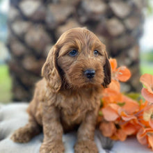 Load image into Gallery viewer, .✨HUNTER - Male Mini Spoodle - Ready Now