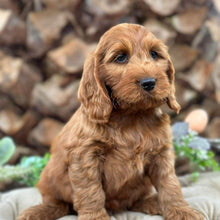 Load image into Gallery viewer, .✨HUNTER - Male Mini Spoodle - Ready Now