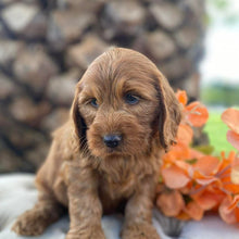 Load image into Gallery viewer, .✨HUNTER - Male Mini Spoodle - Ready Now