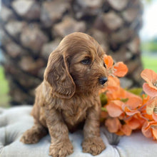 Load image into Gallery viewer, .✨HUNTER - Male Mini Spoodle - Ready Now