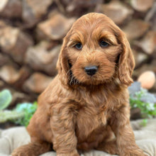 Load image into Gallery viewer, .✨HUNTER - Male Mini Spoodle - Ready Now