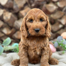 Load image into Gallery viewer, .✨HUNTER - Male Mini Spoodle - Ready Now