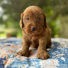 Load image into Gallery viewer, .✨HUNTER - Male Mini Spoodle - Ready Now