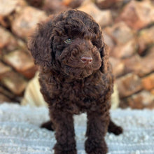 Load image into Gallery viewer, HUXLEY - Male Poodle - Ready Now