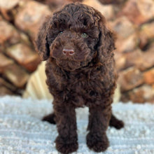 Load image into Gallery viewer, HUXLEY - Male Poodle - Ready Now