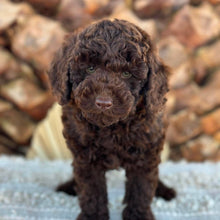 Load image into Gallery viewer, HUXLEY - Male Poodle - Ready Now