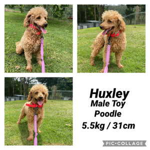 MANNY - Male Toy Cavoodle - Ready Now