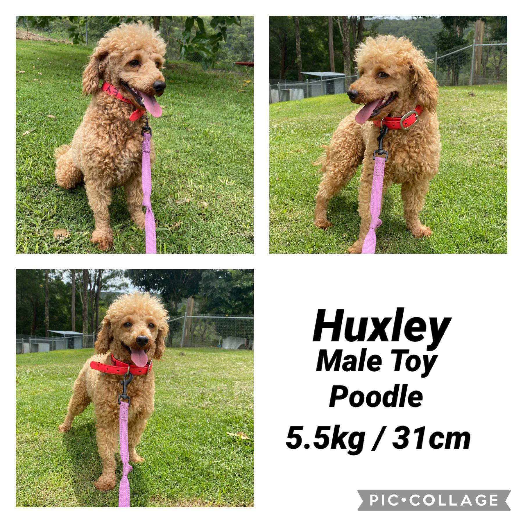 BINGLEY - Male Toy Cavoodle - Ready 11th Nov