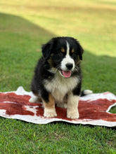Load image into Gallery viewer, MILLIE - Female Australian Shepherd - Ready Now