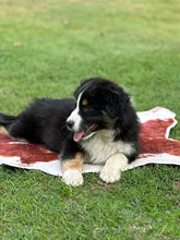 Load image into Gallery viewer, MILLIE - Female Australian Shepherd - Ready Now