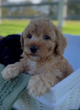 Load image into Gallery viewer, DANNY - Male Mini Poodle - Ready 4th May