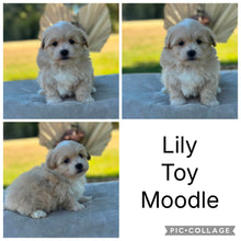Load image into Gallery viewer, 💫 LAINEY's MOODLES 💫 Ready 2nd Aug