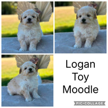 Load image into Gallery viewer, 💫 LAINEY's MOODLES 💫 Ready 2nd Aug