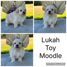 Load image into Gallery viewer, 💫 LAINEY's MOODLES 💫 Ready 2nd Aug