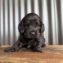 Load image into Gallery viewer, ISAAC - Male Toy Spoodle - Ready 4th Dec