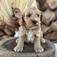 Load image into Gallery viewer, IAIN - Male Toy Spoodle - Ready 29th Sept