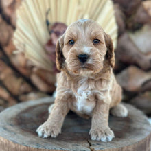 Load image into Gallery viewer, IAIN - Male Toy Spoodle - Ready 29th Sept