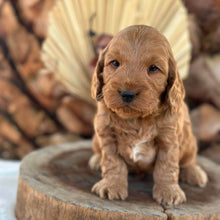 Load image into Gallery viewer, IKER - Male Toy Spoodle - Ready 29th Sept