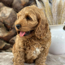 Load image into Gallery viewer, .✨IKER - Male Toy Spoodle - Ready 29th Sept NOW