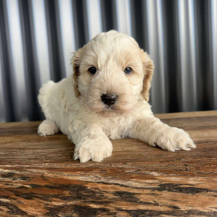 IKER - Male Mini Spoodle - Ready 17th August