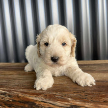 Load image into Gallery viewer, IKER - Male Mini Spoodle - Ready 17th August