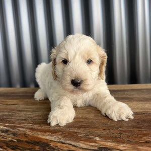 IKER - Male Mini Spoodle - Ready 17th August