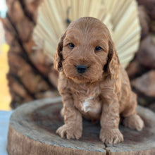 Load image into Gallery viewer, IKER - Male Toy Spoodle - Ready 29th Sept