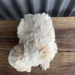 IKER - Male Mini Spoodle - Ready 17th August