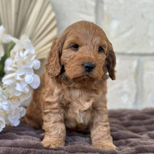Load image into Gallery viewer, IKER - Male Toy Spoodle - Ready 29th Sept