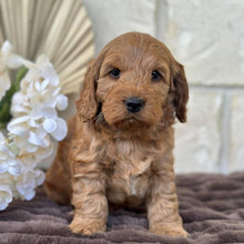 Load image into Gallery viewer, IKER - Male Toy Spoodle - Ready 29th Sept