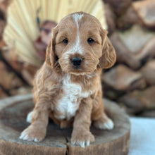 Load image into Gallery viewer, INDIA - Female Toy Spoodle - Ready 29th Sept