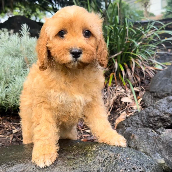 .INDY- Female Mini Cavoodle - Ready Now