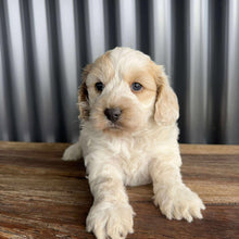 Load image into Gallery viewer, INDY - Female Mini Spoodle - Ready 17th August