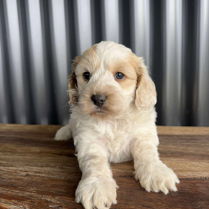 INDY - Female Mini Spoodle - Ready 17th August