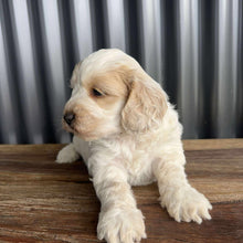 Load image into Gallery viewer, INDY - Female Mini Spoodle - Ready 17th August