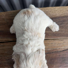 Load image into Gallery viewer, INDY - Female Mini Spoodle - Ready 17th August