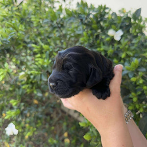 ISAAC - Male Toy Spoodle - Ready 4th Dec