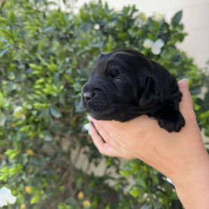 ISAAC - Male Toy Spoodle - Ready 4th Dec