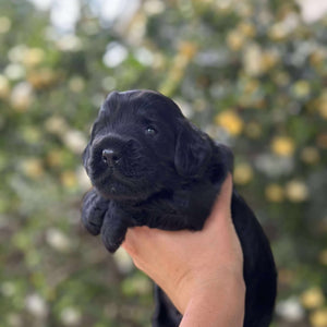ISAAC - Male Toy Spoodle - Ready 4th Dec
