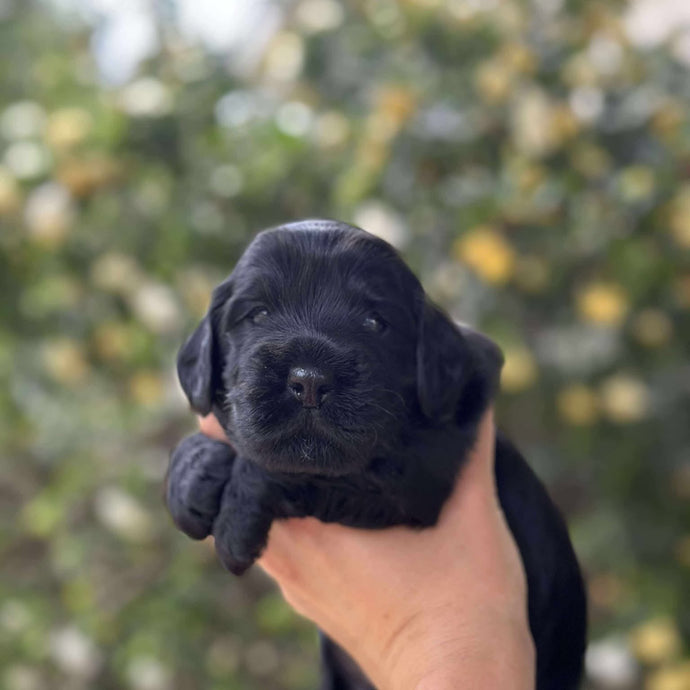 ISAAC - Male Toy Spoodle - Ready 4th Dec