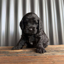 Load image into Gallery viewer, ISAAC - Male Toy Spoodle - Ready 4th Dec