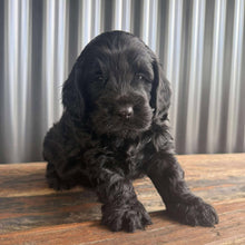 Load image into Gallery viewer, ISAAC - Male Toy Spoodle - Ready 4th Dec