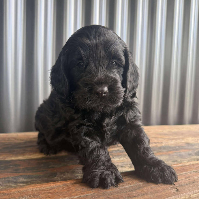 ISAAC - Male Toy Spoodle - Ready 4th Dec