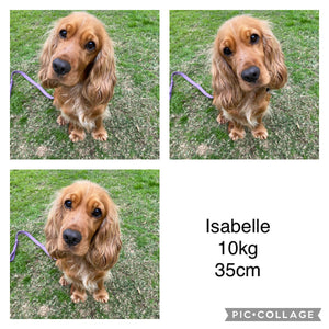 ISAAC - Male Toy Spoodle - Ready 4th Dec