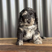 Load image into Gallery viewer, IVAN -Male Toy Spoodle - Ready 4th Dec