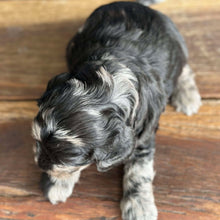 Load image into Gallery viewer, IVAN -Male Toy Spoodle - Ready 4th Dec